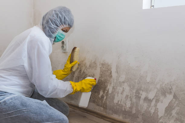 Best Industrial Mold Remediation  in Ludlow, KY