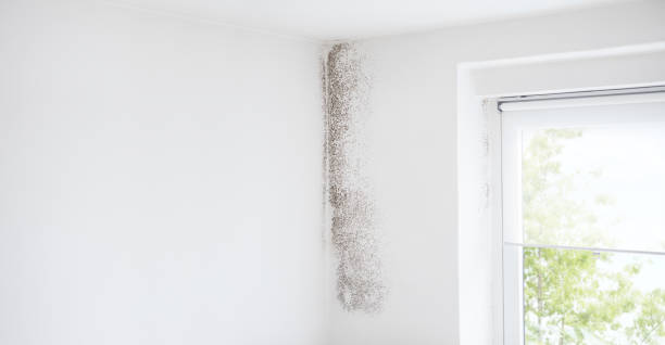 Professional Mold Removal in Ludlow, KY