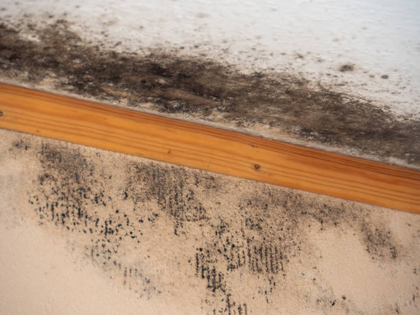 Best Post-Construction Mold Inspection  in Ludlow, KY