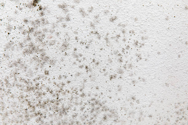 Mold Documentation for Insurance Claims in Ludlow, KY