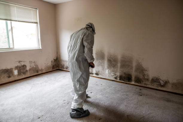 Best Mold Damage Restoration  in Ludlow, KY