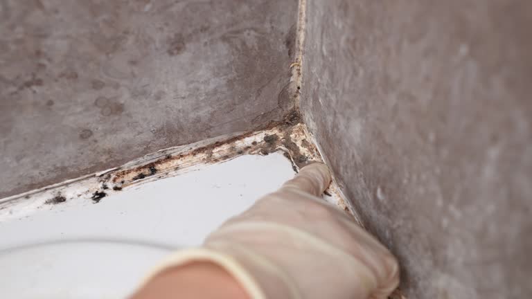 Best Asbestos and Lead Testing During Mold Inspection  in Ludlow, KY